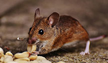 24 Hour & Emergency Exterminators in Shrewsbury, MA